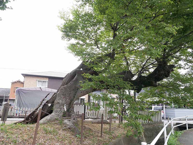 西之宮三輪神社のケヤキ