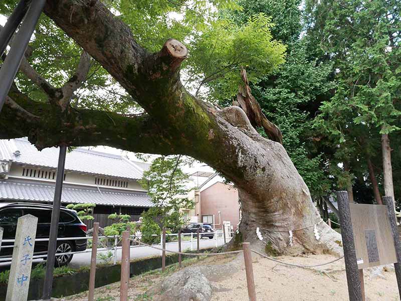 西之宮三輪神社のケヤキ