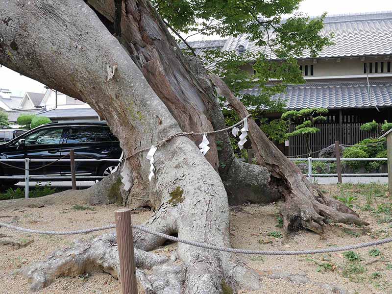 西之宮三輪神社のケヤキ