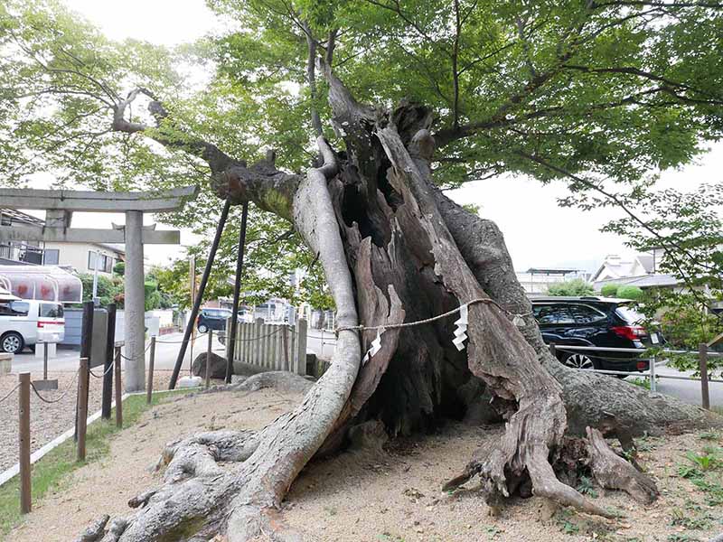 西之宮三輪神社のケヤキ