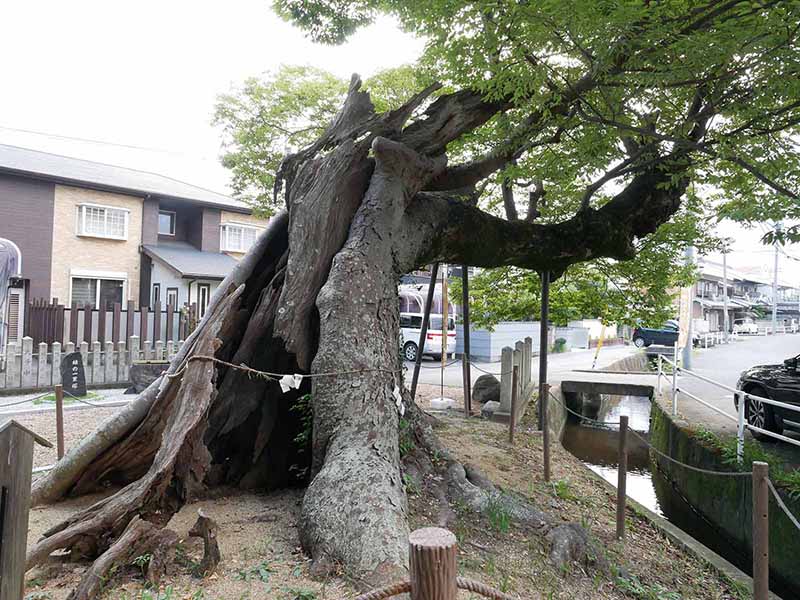 西之宮三輪神社のケヤキ