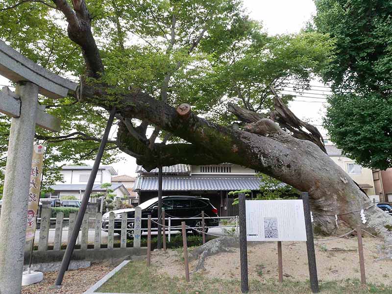 西之宮三輪神社のケヤキ