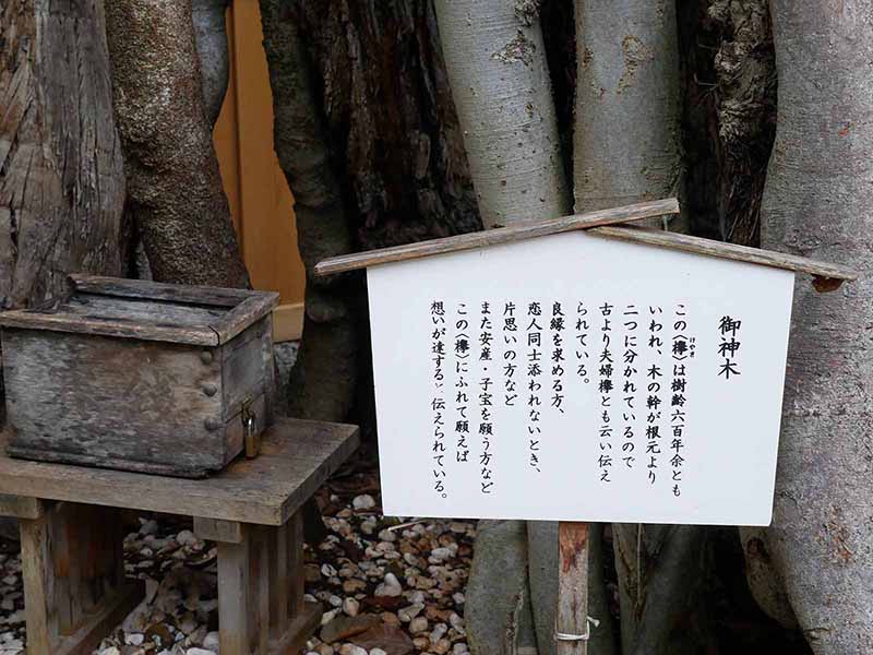 三輪恵比須神社のケヤキ