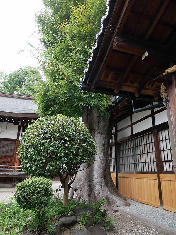 三輪恵比須神社のケヤキ