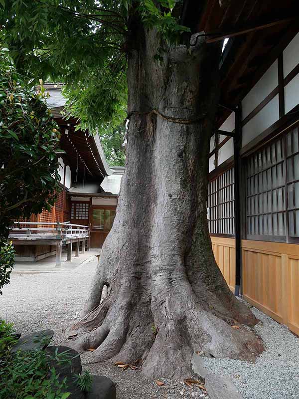 三輪恵比須神社のケヤキ