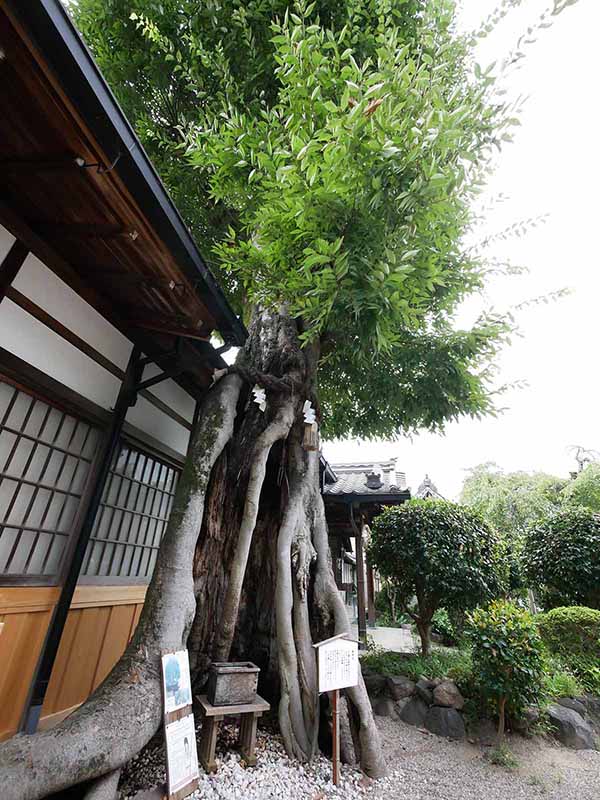 三輪恵比須神社のケヤキ