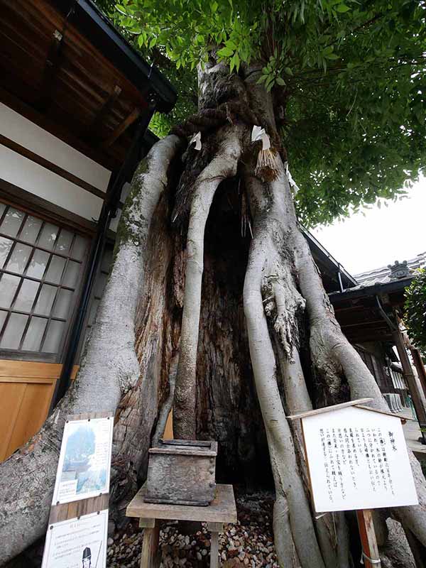 三輪恵比須神社のケヤキ