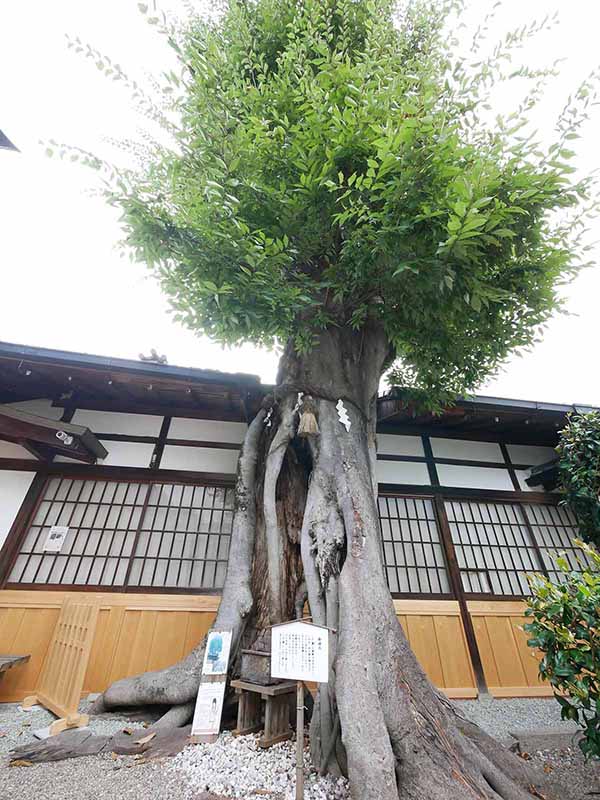 三輪恵比須神社のケヤキ