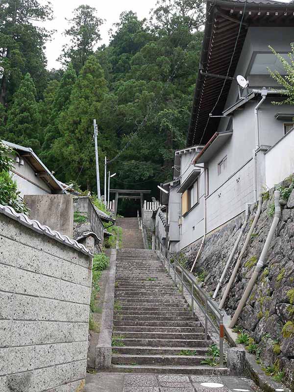 神楽岡神社のスギ