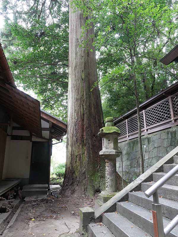 神楽岡神社のスギ