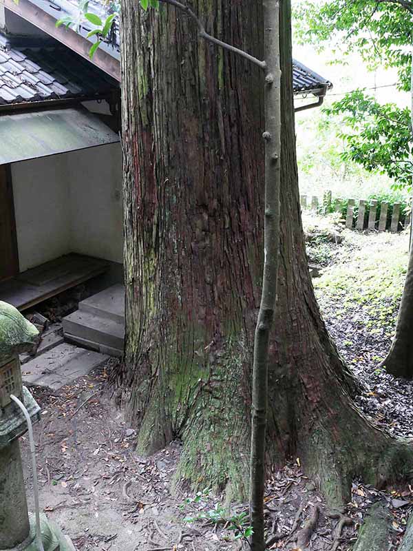 神楽岡神社のスギ