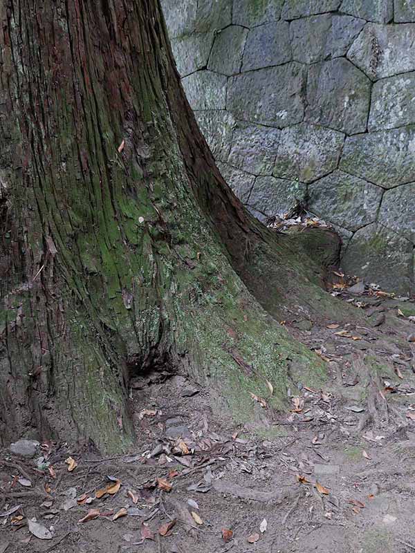 神楽岡神社のスギ