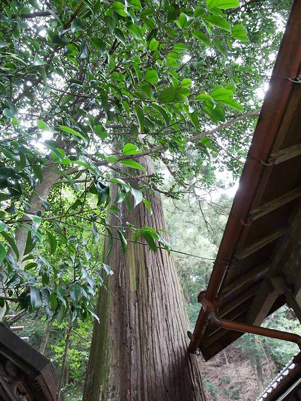 神楽岡神社のスギ