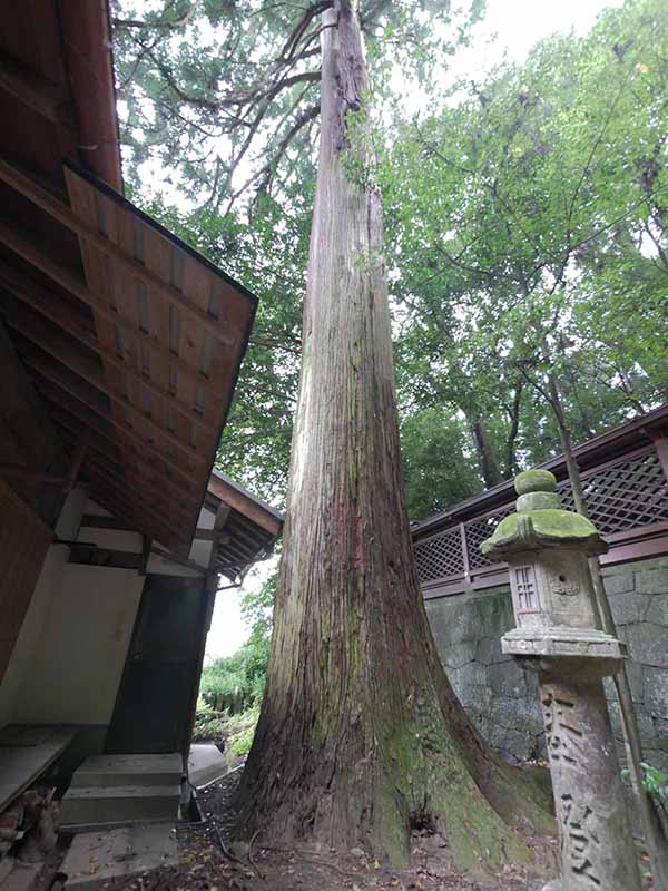 神楽岡神社のスギ