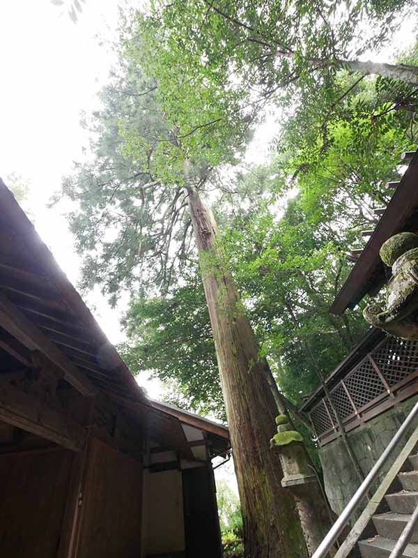 神楽岡神社のスギ