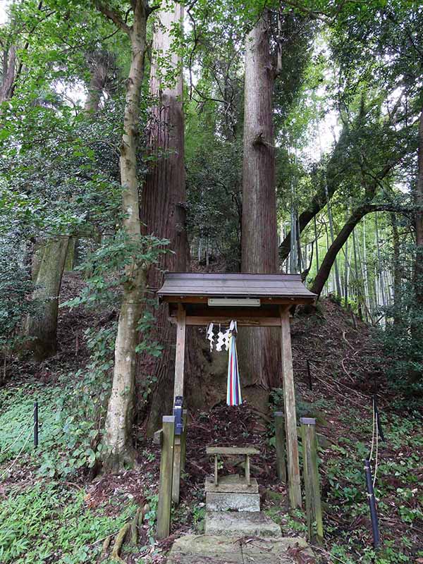 大宇陀春日・春日神社のスギ