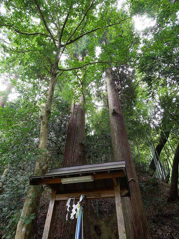 大宇陀春日・春日神社のスギ