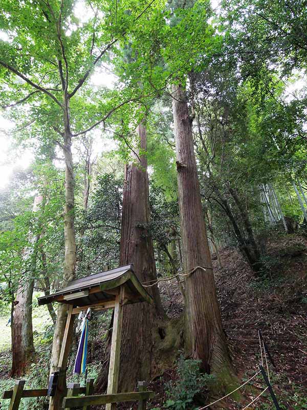 大宇陀春日・春日神社のスギ