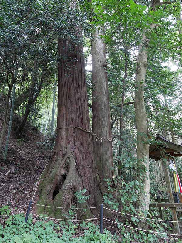 大宇陀春日・春日神社のスギ