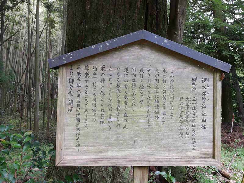 大宇陀春日・春日神社のスギ