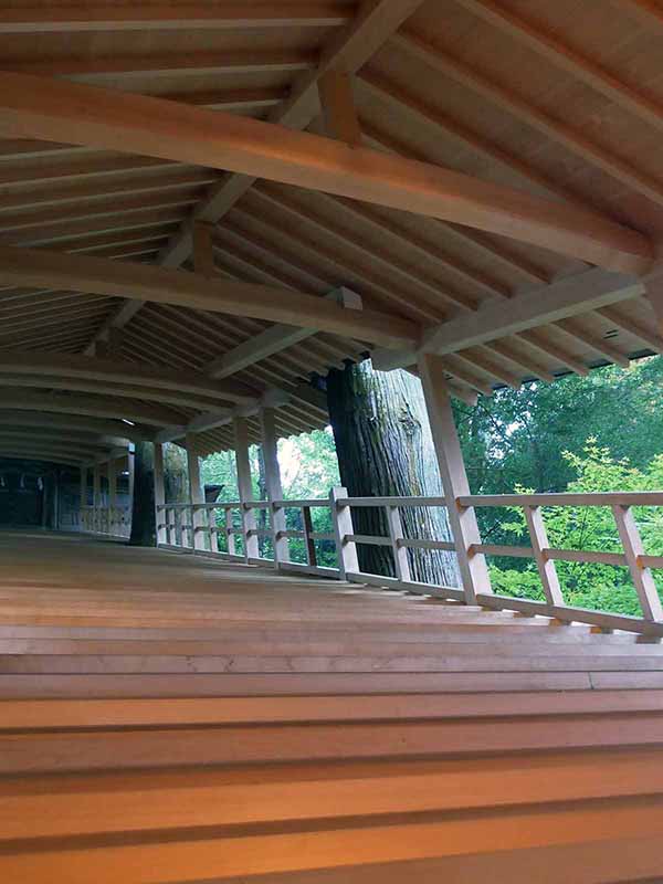 丹生川上神社下社のスギ