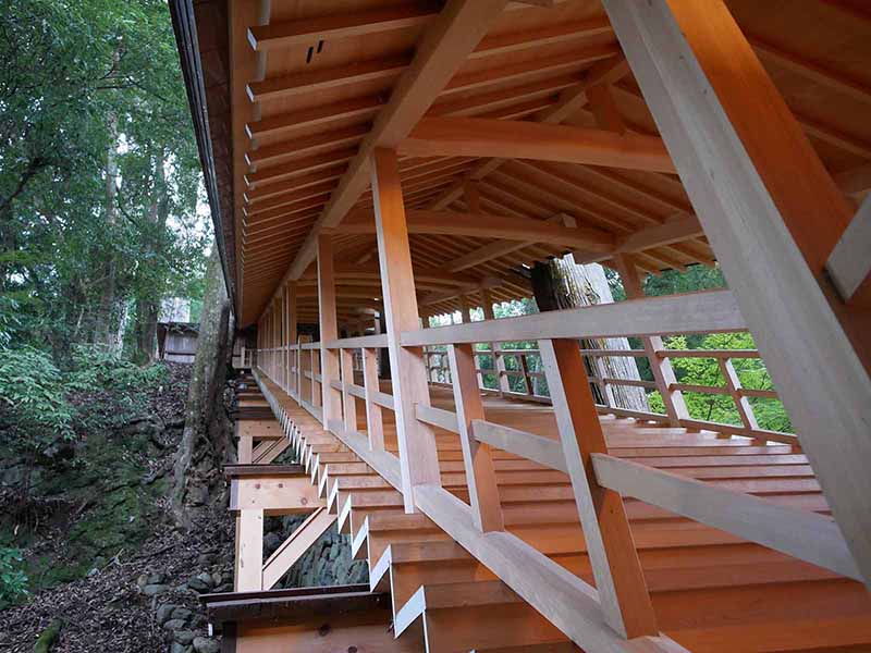 丹生川上神社下社のスギ