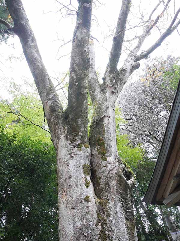 丹生川上神社下社のケヤキ