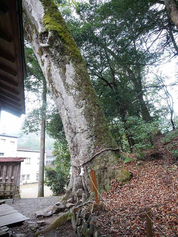 丹生川上神社下社のケヤキ