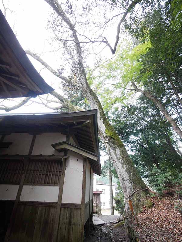 丹生川上神社下社のケヤキ