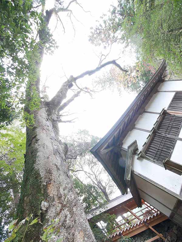 丹生川上神社下社のケヤキ