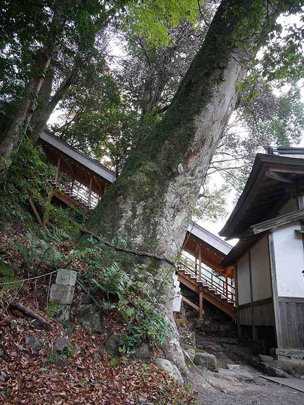 丹生川上神社下社のケヤキ