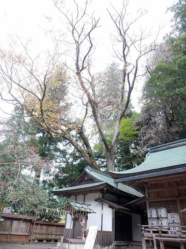 丹生川上神社下社のケヤキ