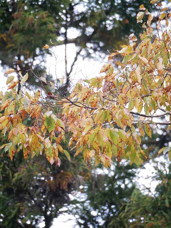 丹生川上神社下社のケヤキ