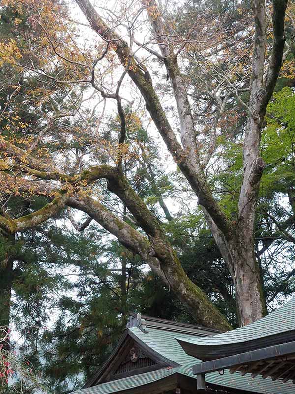 丹生川上神社下社のケヤキ