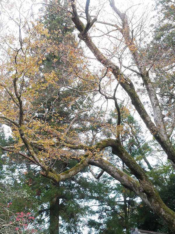 丹生川上神社下社のケヤキ