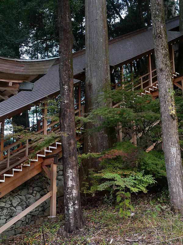 丹生川上神社下社のスギ