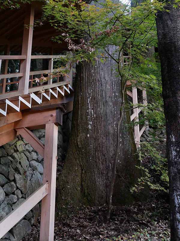 丹生川上神社下社のスギ