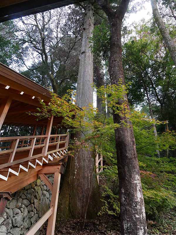 丹生川上神社下社のスギ