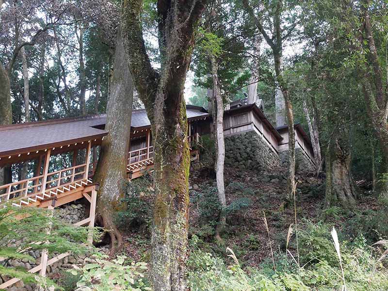 丹生川上神社下社のスギ