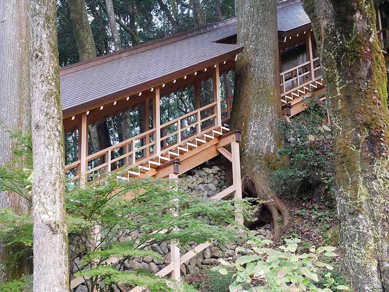 丹生川上神社下社のスギ