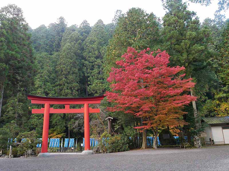 丹生川上神社下社のケヤキ