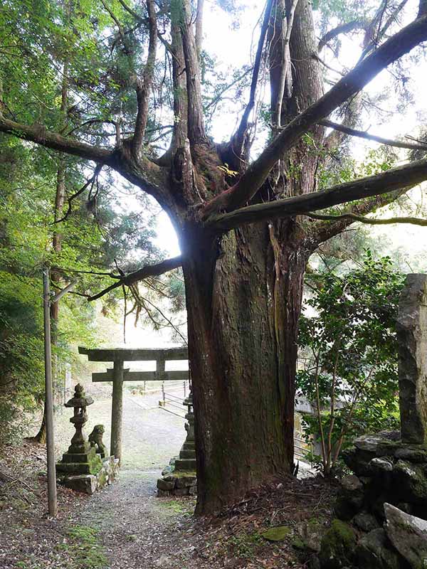 広橋・八幡神社の老杉