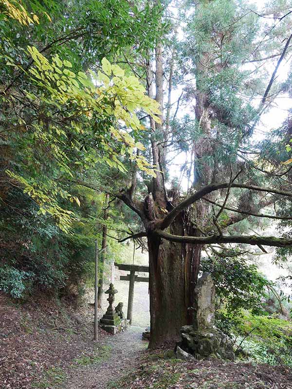 広橋・八幡神社の老杉