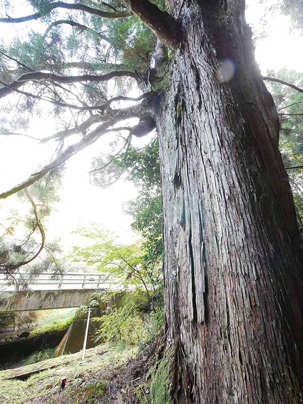 広橋・八幡神社の老杉