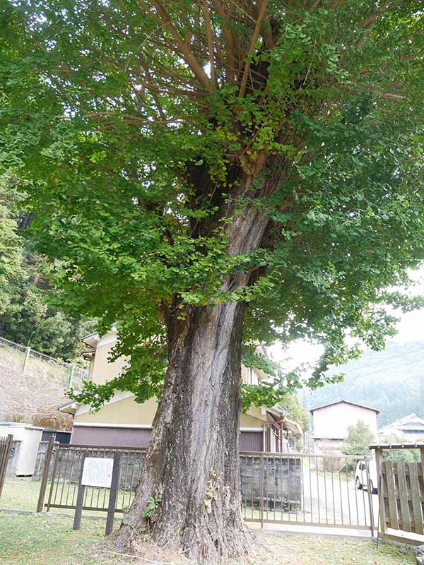 広橋のお葉つきいちょう