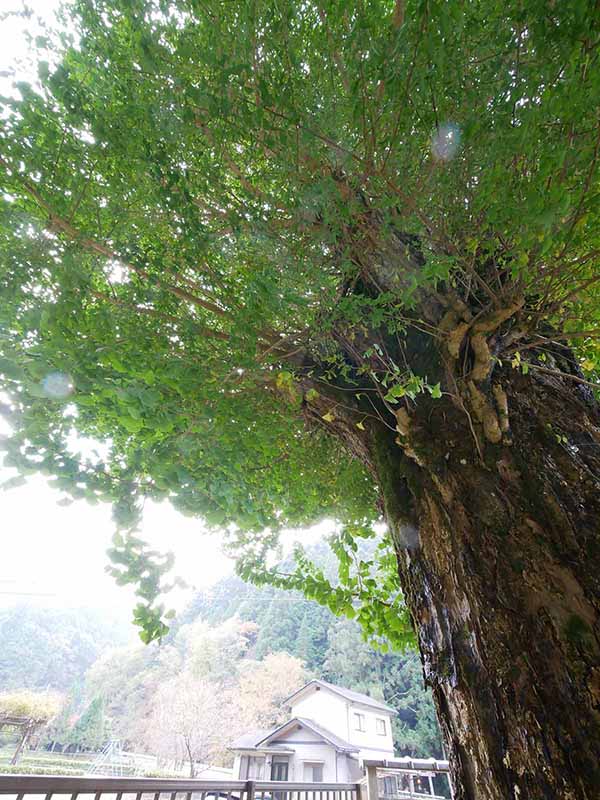 広橋のお葉つきいちょう