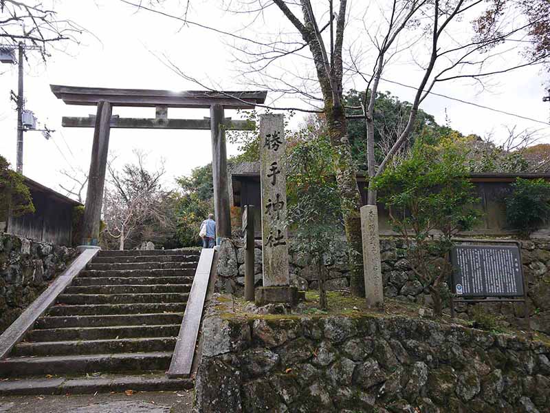 勝手神社のケヤキ