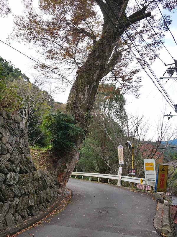 勝手神社のケヤキ