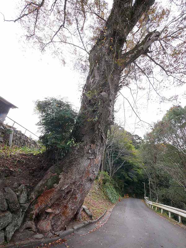 勝手神社のケヤキ