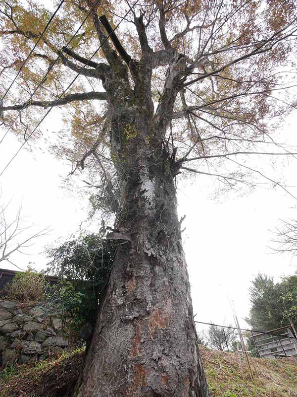 勝手神社のケヤキ